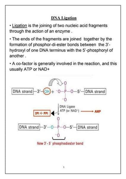 Dna ligase