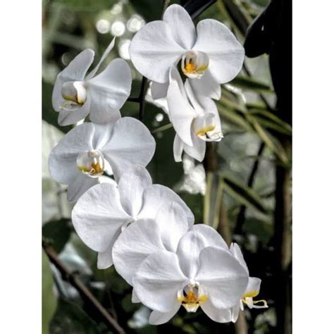 anggrek bulan sp lazada indonesia