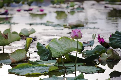 Lotus Waterlelie Waterplanten Gratis Foto Op Pixabay Pixabay