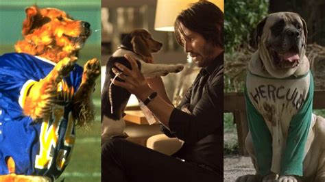 In Honor of National Dog Day: 5 Good Boys in Film - METAFLIX