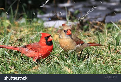 104 Cardinal Male Female Virginia Images, Stock Photos & Vectors ...