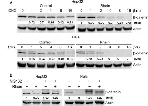 Rhein Promotes Proteasomal Degradation Of B Catenin A Hepg And Hela