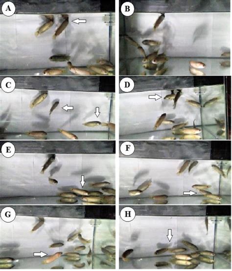 Behavioral Modifications In The Fish Anabas Testudineus After