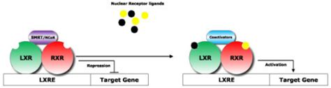 Schematic Diagram Of LXR RXR Activation Mechanism Adap Open I