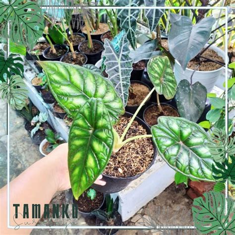 Jual Alocasia Dragon Scale Alokasia Tengkorak Keladi Tengkorak