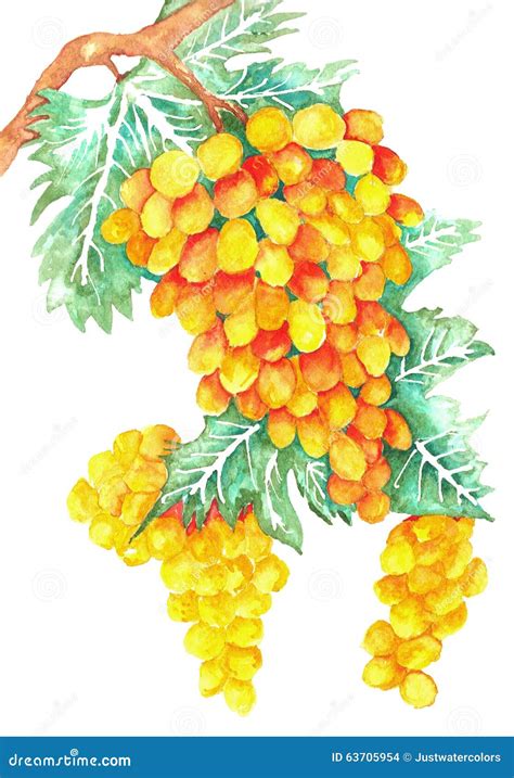 Grapes Watercolor Stock Illustrations – 1,997 Grapes Watercolor Stock ...