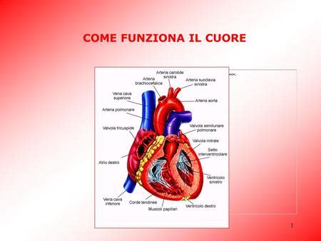 Parametri Vitali Modulo Lezione D Croce Rossa Italiana Ppt Scaricare