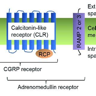 cgrp receptor structure cell membrane bound  cgrp receptor