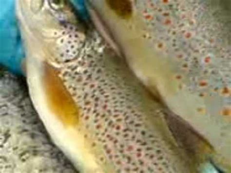 trofta valbones youtube