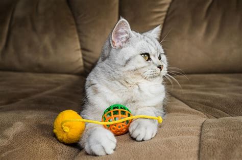 Premium Photo Beautiful Pussy Playing With Toys On A Brown Sofa