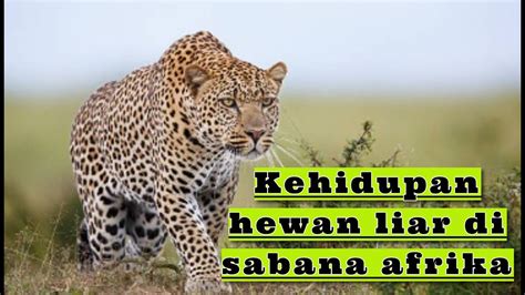 Vido Hewan Liar Yang Ada Di Sabana Afrika Belajar Mengenal Hewan