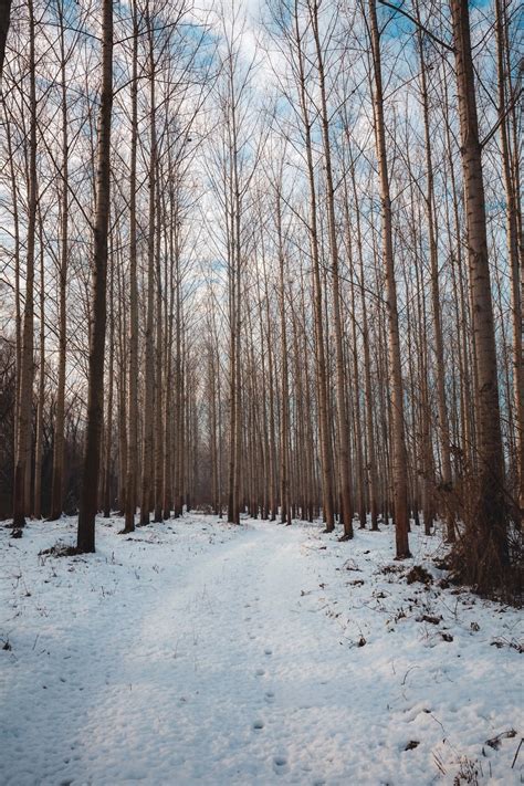 Imagen gratis camino forestal escarchado nevado árboles álamo