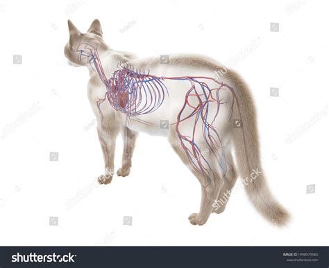 D Rendered Illustration Cat Anatomy Vascular Stock Illustration