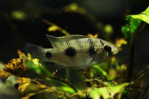 Aquatic Companions: African Cichlids Tank Mates🐠🌿| Fish Lab