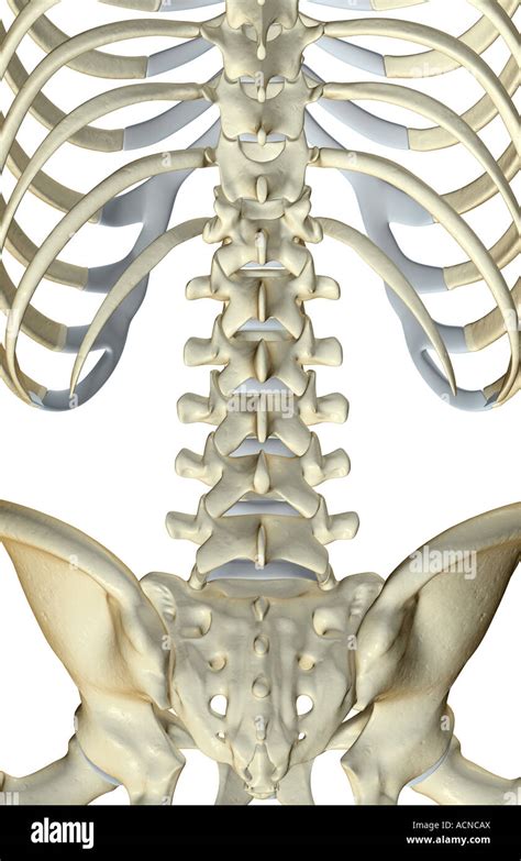 Lower Back Bones Anatomy