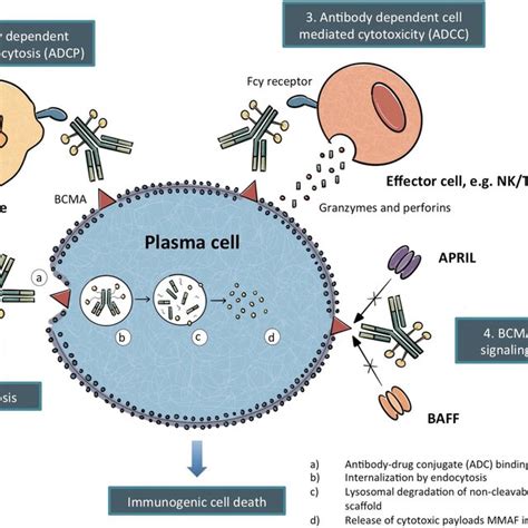 Schematic Diagram Of The Structure Of An Antibody‐drug Conjugate Download Scientific Diagram