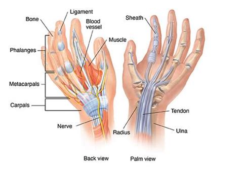 Hand Wrist Anatomy Midwest Orthopaedics