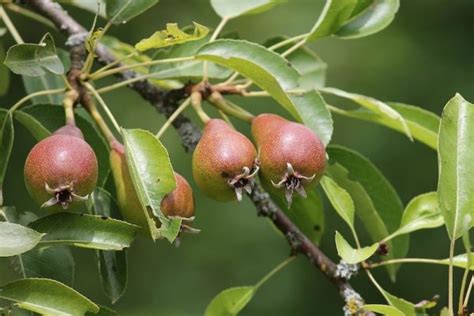 Growing Pears From Seed Garden Season Growing Guide