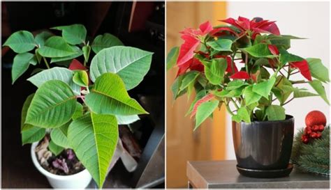 How To Keep A Poinsettia Alive For Years And Turn It Red Again