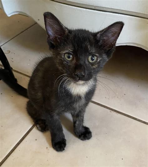 Cat Rescue Kittens — Pretty Kitty Miami-Dade Rescue
