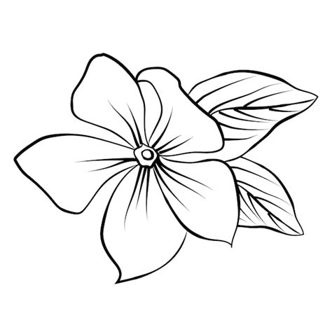 Premium Vector | Simple periwinkle flower drawing pencil sketch ...