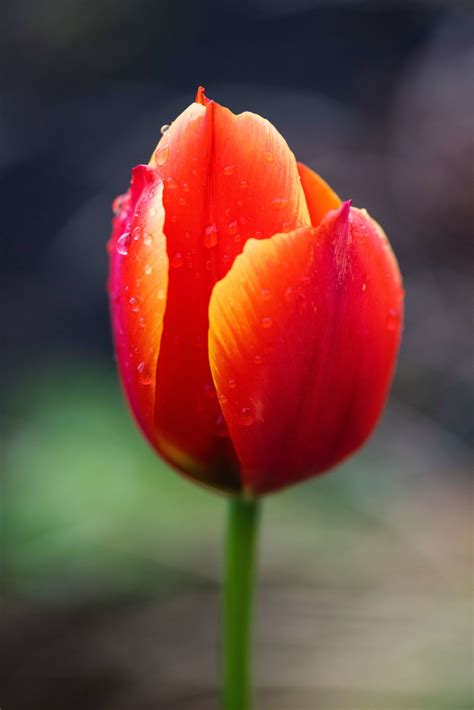 Ý nghĩa đặc biệt mà chỉ duy nhất hoa Tulip mới có Moon Flower