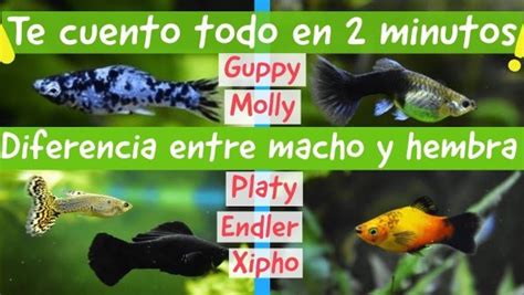 Diferencias Entre Peces Mollys Macho Y Hembra