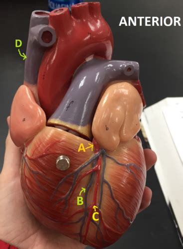 Heart Model Coronary Circulation Flashcards Quizlet