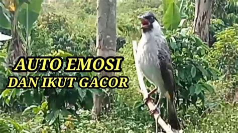 Suara Pikat Burung Kutilang Gacor Ini Paling Ampuh Untuk Bikin Kutilang