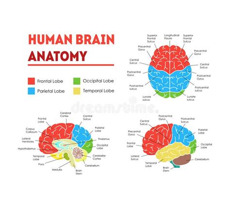 Young Child Brain Concept Stock Vector Illustration Of Health 47229849