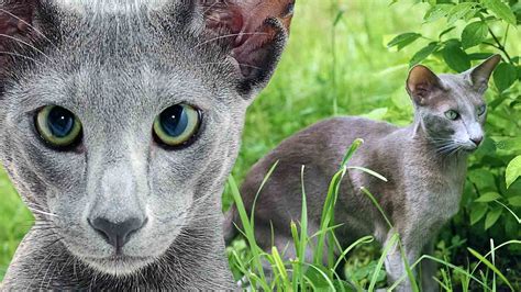 Kucing Bulu Pendek Mulai Dari Jenis Hingga Harga Terbarunya Pintarpet