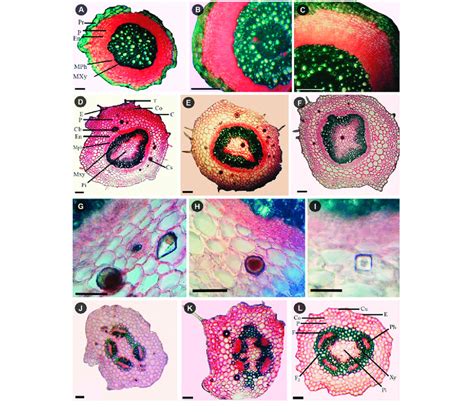 Cross Sections Of Root Stem And Peduncle A Root Outline In Viola Download Scientific