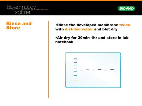 Ppt Comparative Proteomics Kit Ii Western Blot Analysis Module