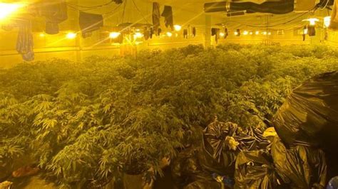 Four Arrests After £1 2m Cannabis Found In Exhall Raid Bbc News