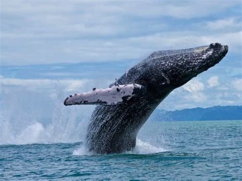 Whale Watching In Costa Rica Tico Travel