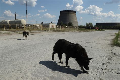 The radioactive dogs of Chernobyl | New York Post