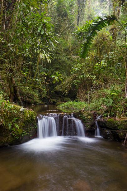 Ranomafana National Park Stock Photos, Pictures & Royalty-Free Images ...