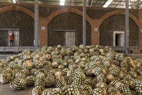 Maquila Casa Loy Tequilera La Casa De Las Mejores Marcas