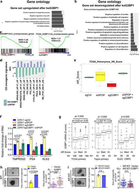 G Bp Deregulates Potential Oncogenic Pathways And Activates