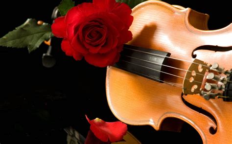 Violin Roses Wallpapers Top Free Violin Roses Backgrounds