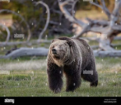 Grizzly Bear Hi Res Stock Photography And Images Alamy