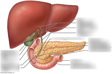 Accessory Digestive Organs Diagram Quizlet