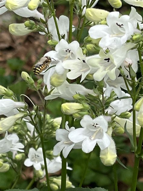 European Woolcarder Bee From Shenandoah Ave St Louis MO US On May