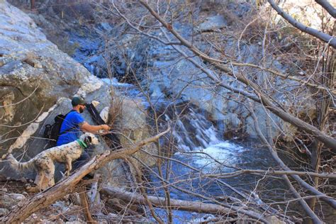 Arizona Fly Fishing: Gila Trout - Arizona WanderingsArizona Wanderings