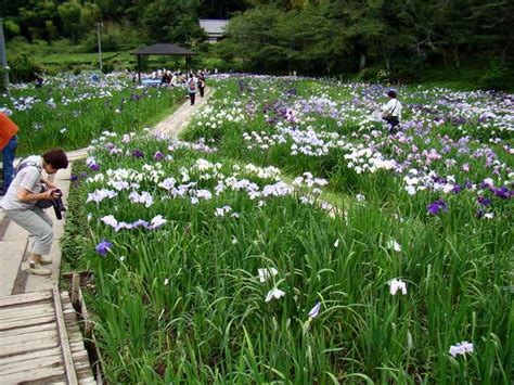 「遠江国一宮の小国神社・花菖蒲園」 絶景かなドットコム（遠州東海）