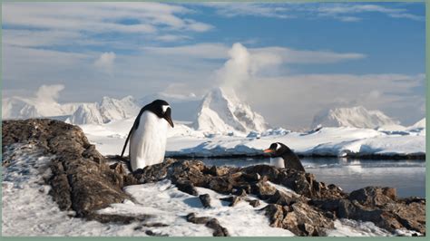 Can Penguins Be Pets? (Solved) | Animal Reads