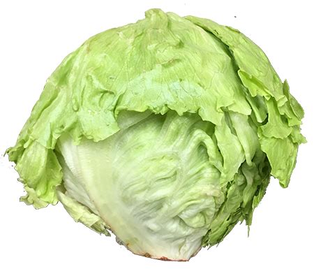 LETTUCE CELLO