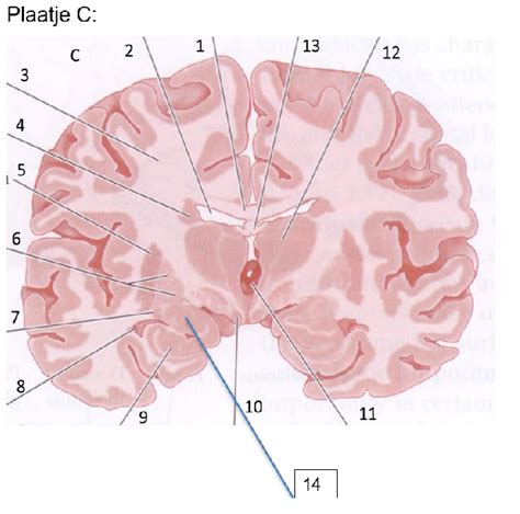 Anatomie Hersenen C Diagram Quizlet