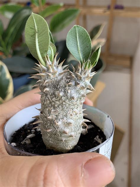 New Pachypodiums All Grown By The Late Great Mike Keeling Pachypodium