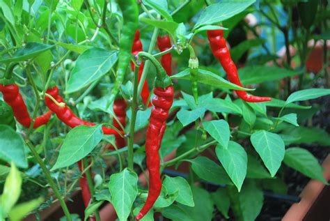 Premium Cayenne Chilli Seeds Herbs And Spices Australia